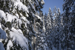 Snowboardtouren Kleinwalsertal - verschneiter Wald
